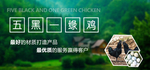 五黑一绿鸡
