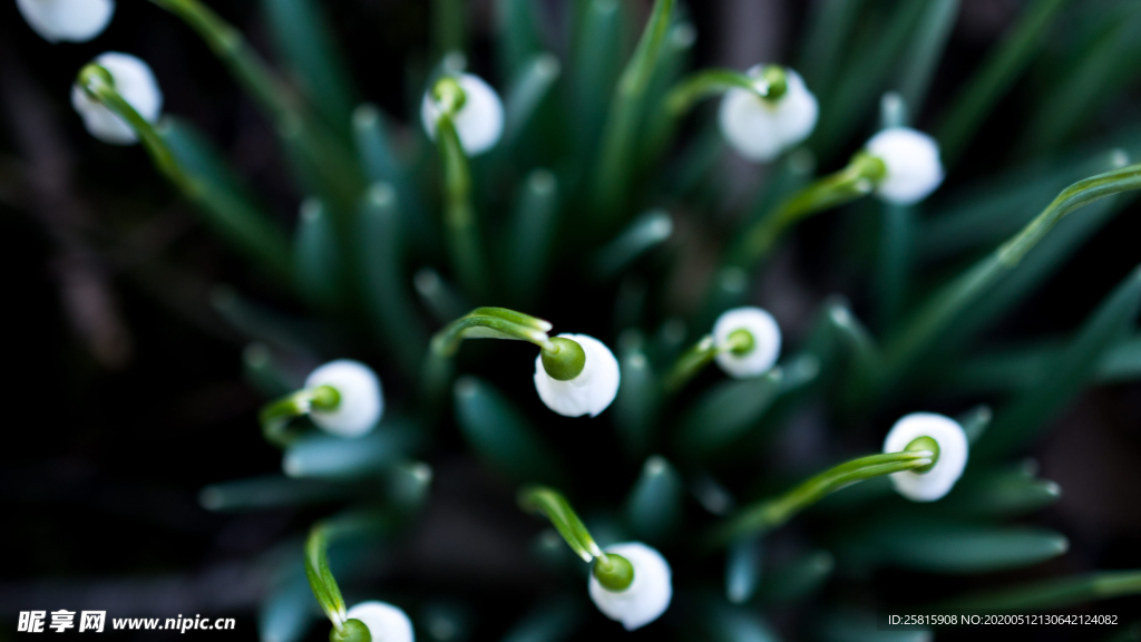 雪花莲清新图片