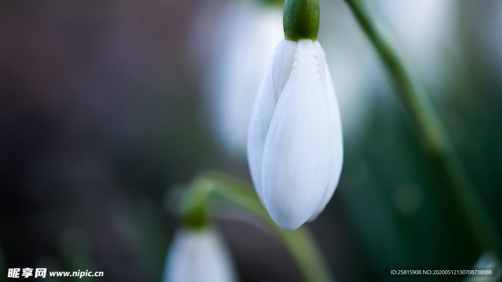 雪花莲清新图片