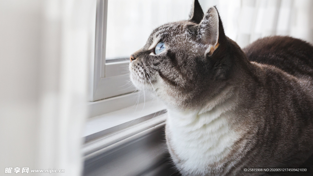 猫咪图片