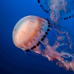 海蜇