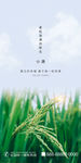 地产小满清新简约创意海报