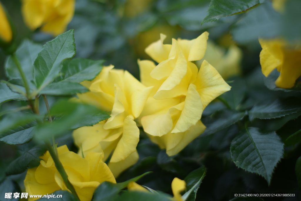 月季花