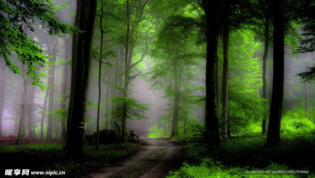 森林自然绿色风景