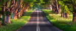 绿色森林道路
