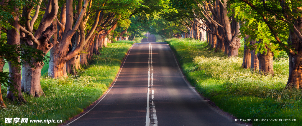 绿色森林道路