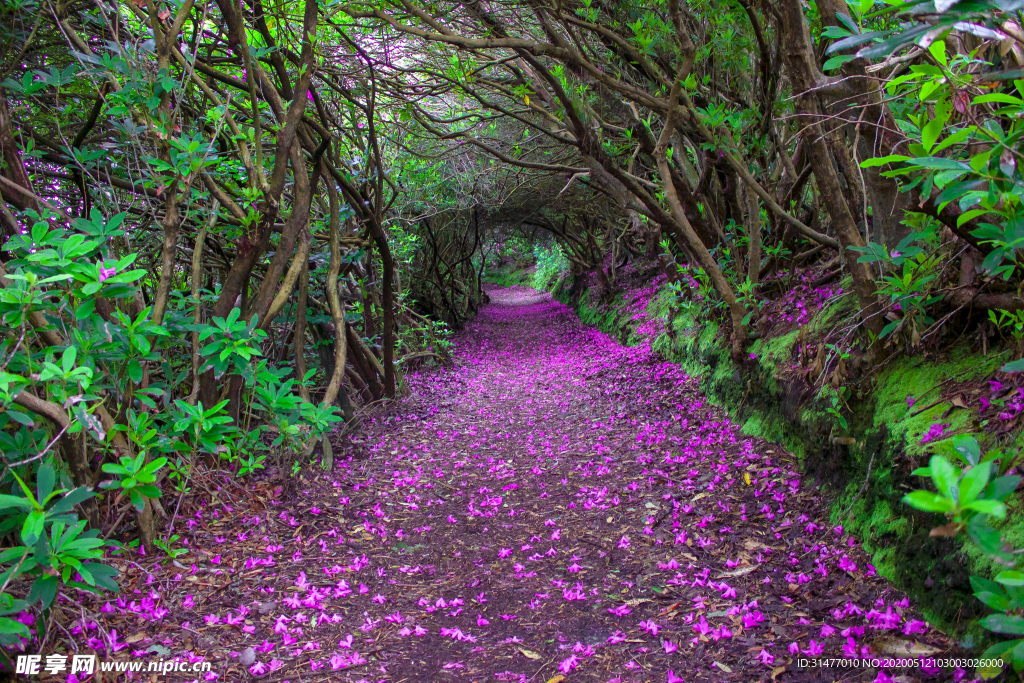 森林公园花海