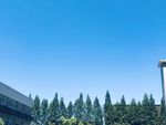 蓝天 树木