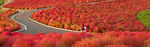 花海公路