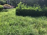 草地 草坪 绿化