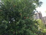 石榴花 石榴树