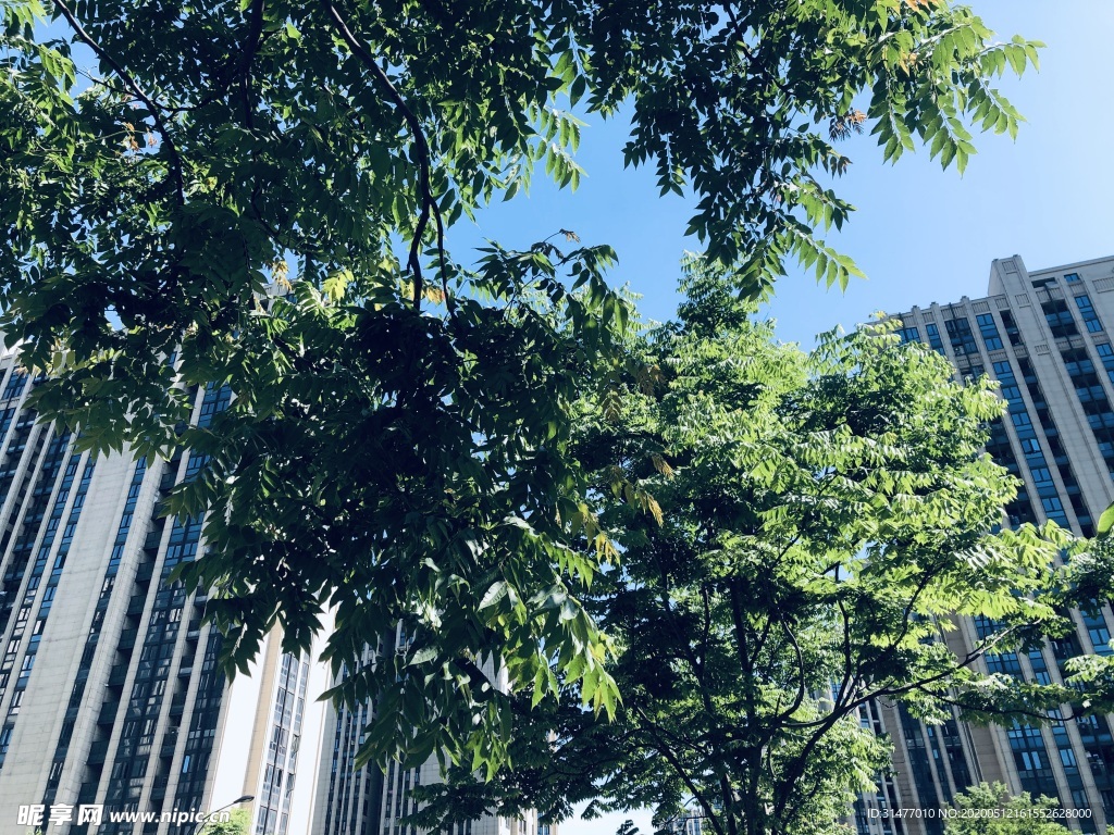 蓝天 树木 高楼 建筑