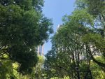 树木 蓝天