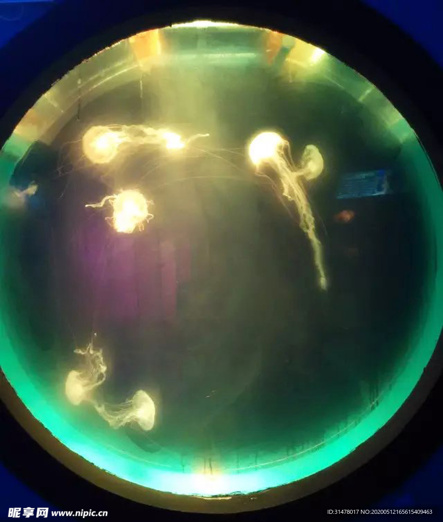 水母