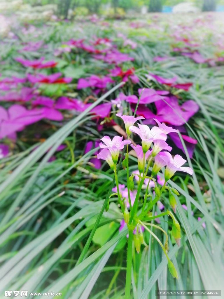 酢浆草
