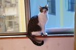 窗台上的小猫咪