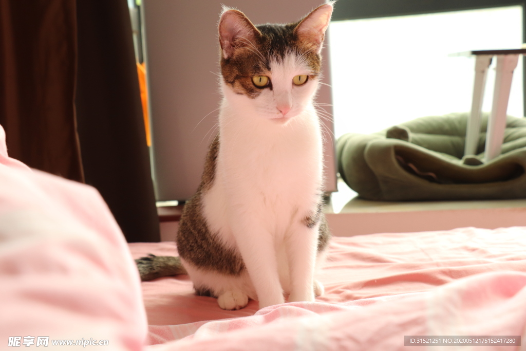 乖巧立正坐好大眼猫猫咪