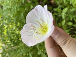 花卉特写