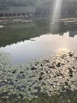 睡莲