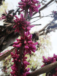 紫荆树干