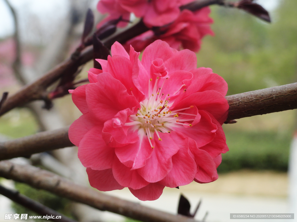 碧桃花