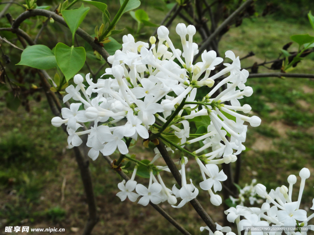 丁香花