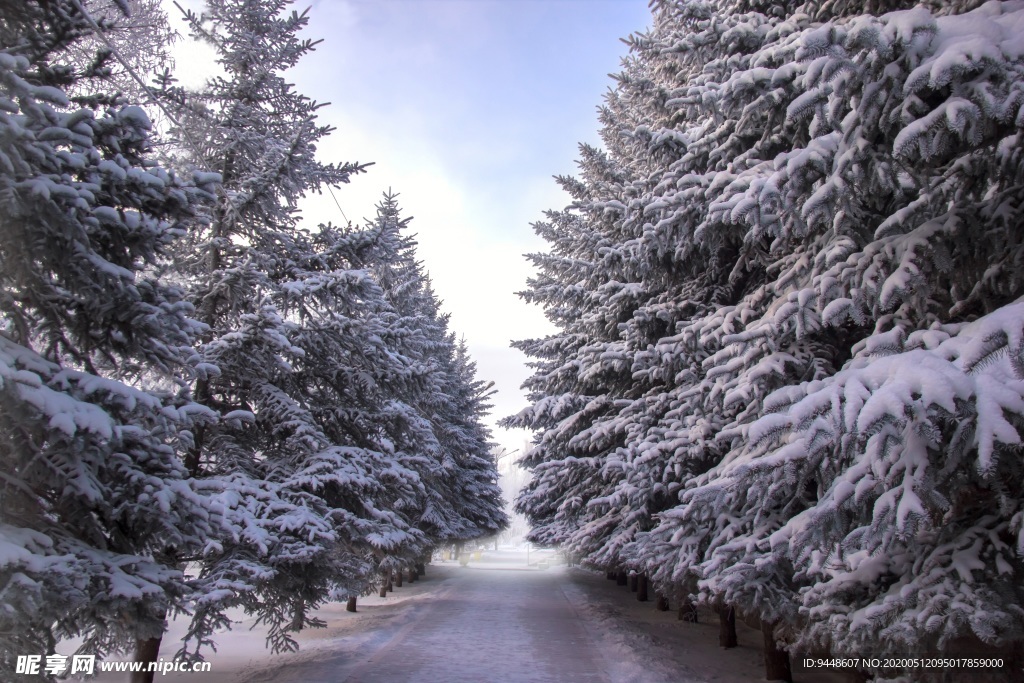 云杉雪景图片