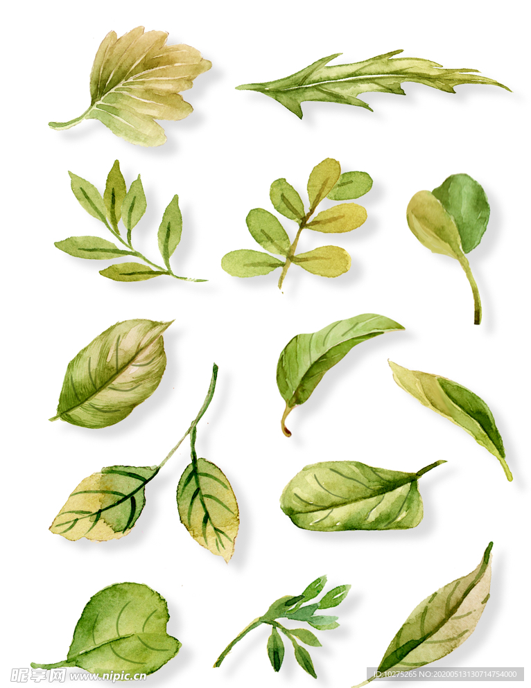 小清新水彩手绘植物叶子矢量元素
