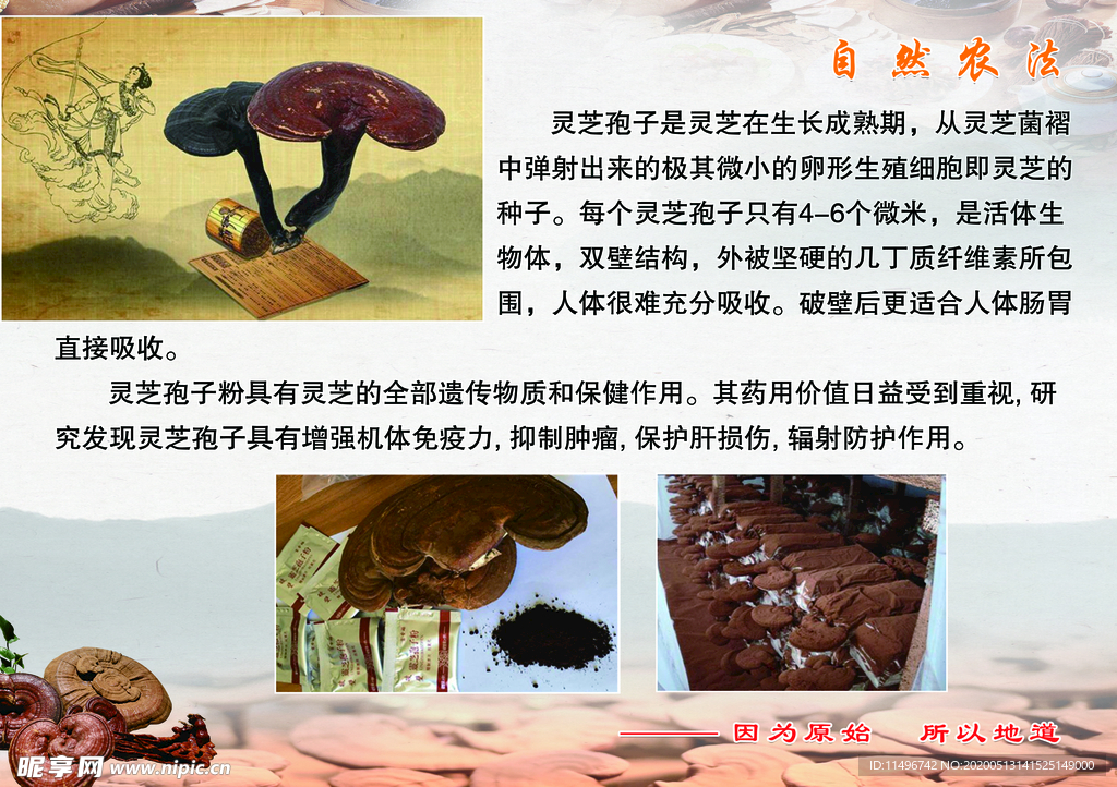 灵芝