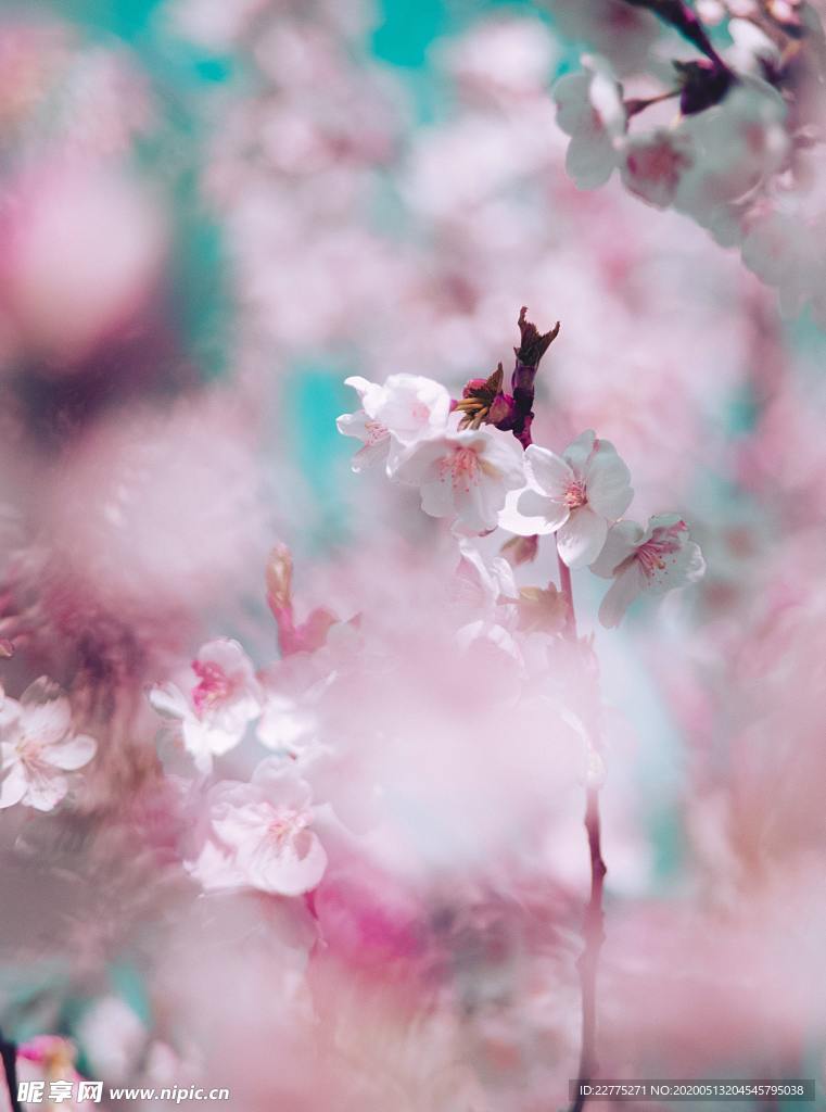 粉色樱花春天