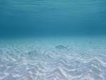海底海洋纯净