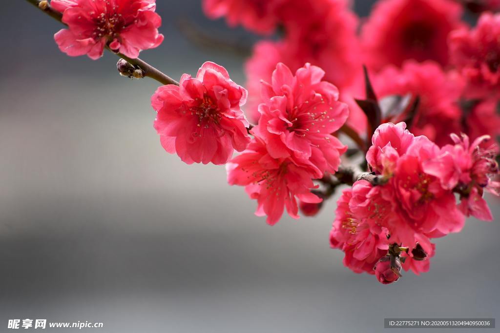 红叶碧桃花朵