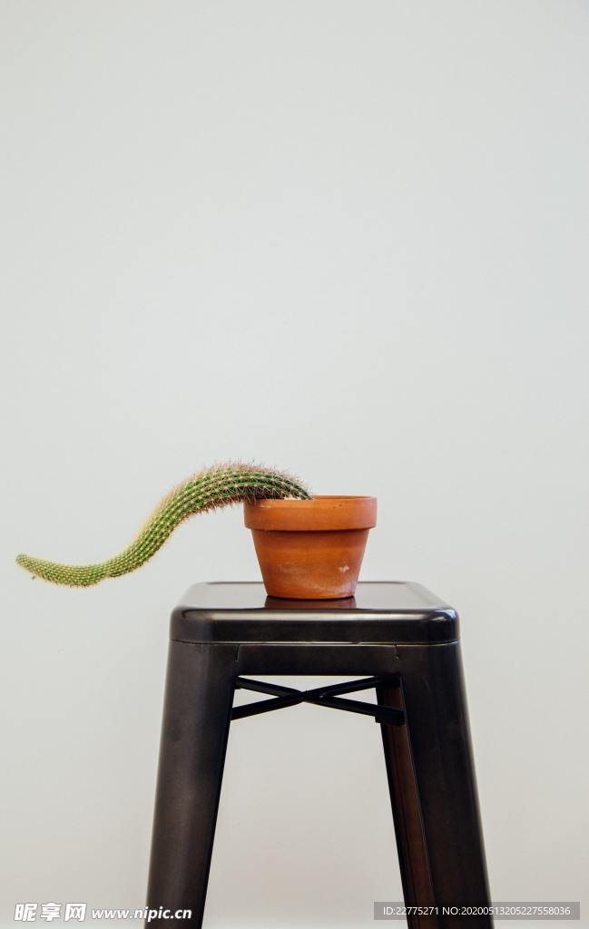 仙人掌盆栽架