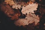 树叶雨水