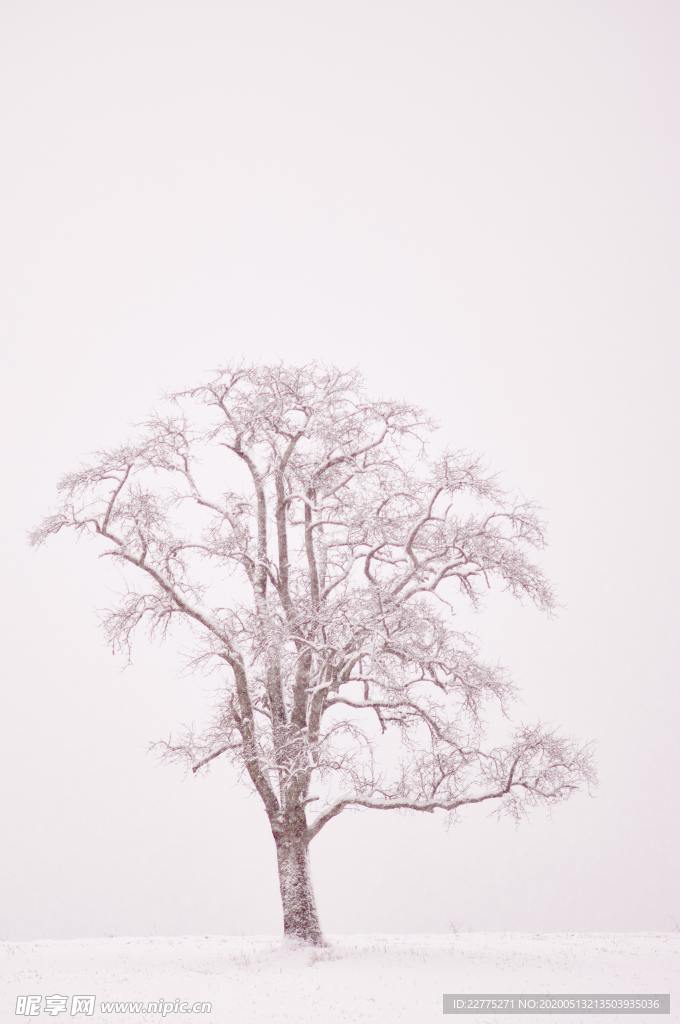 雪地里的树木