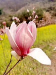 玉兰花