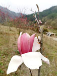 花卉