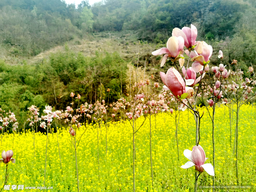 花卉