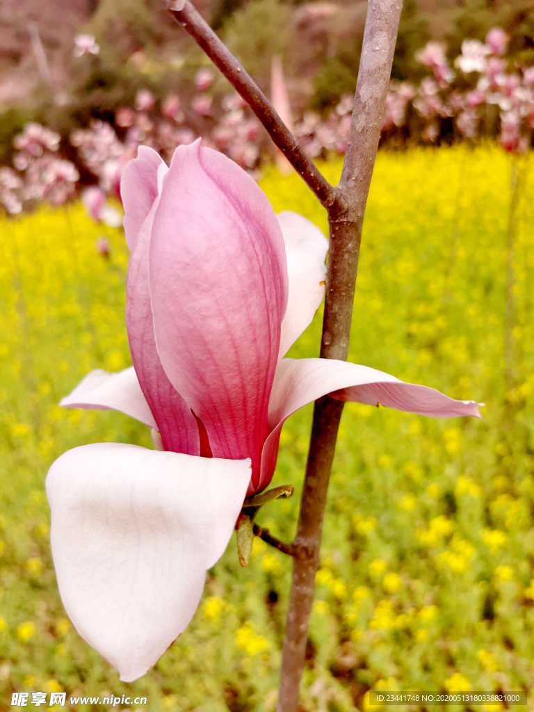 玉兰花