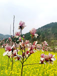 玉兰花