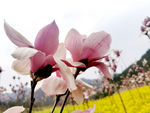 玉兰花