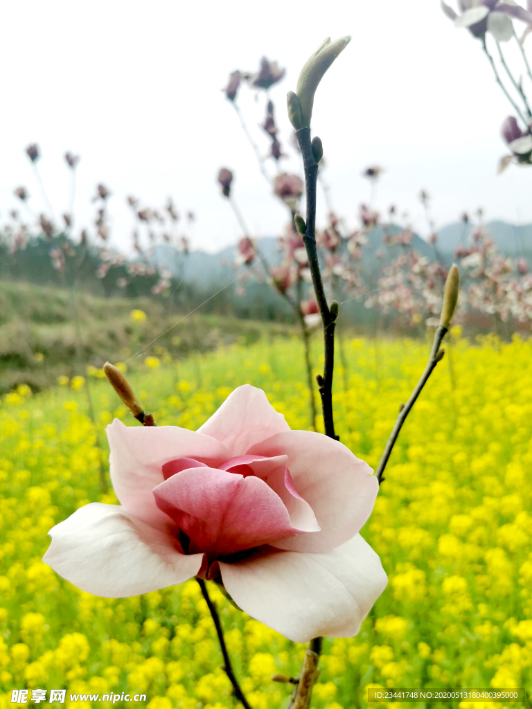 花卉