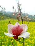 玉兰花