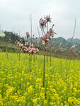 花卉