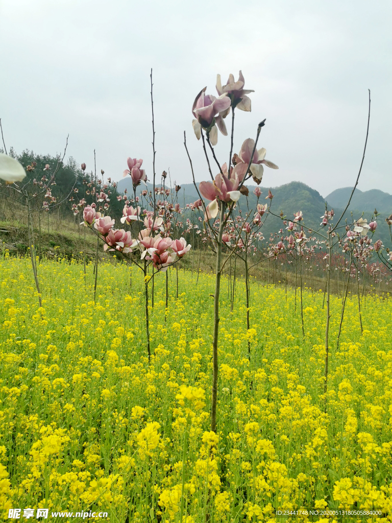 花卉