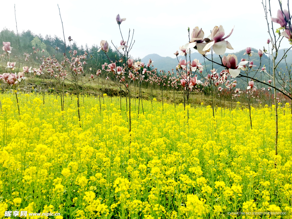 粉色玉兰 花