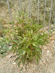 芍药
