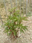 芍药