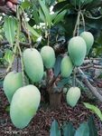 自家芒果实拍