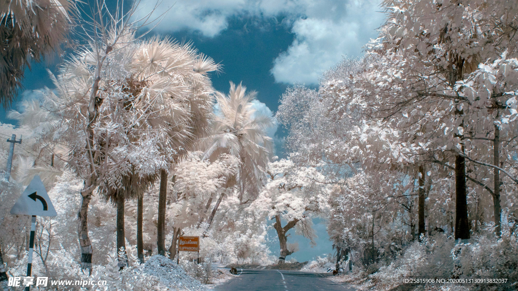 雪后树木森林图片